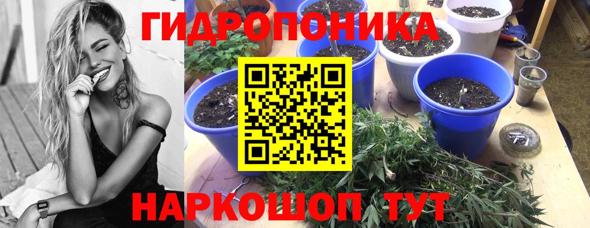 Конопля планчик Ухта